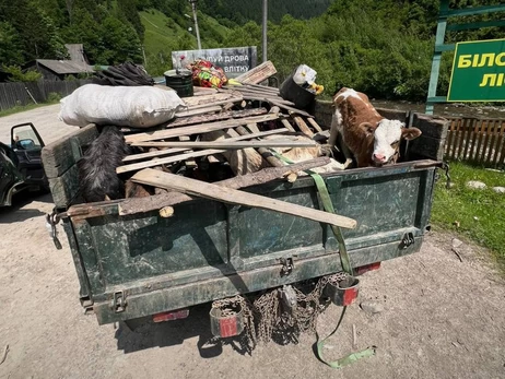 На Закарпатті викрили хитру схему переправників - худоба замість камуфляжу
