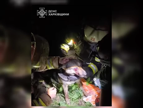 В Харькове спасли пса, раненного обломком во время российского обстрела