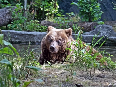 Київський зоопарк показав, як ведмеді купаються у своєму новому басейні