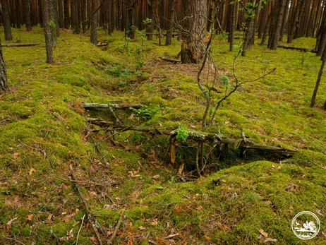 В Чернобыльской зоне нашли окопы времен Второй мировой войны