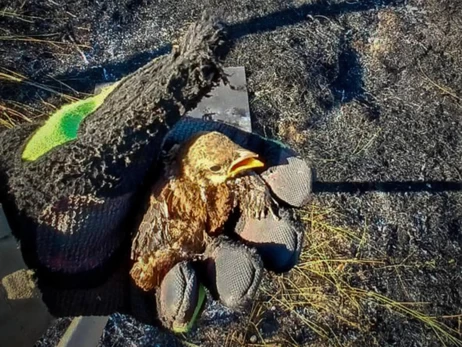В Одесской области пожарные спасли обессиленного птенца