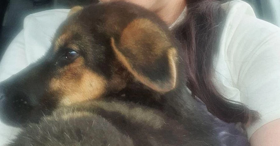В Дружковке из-под завалов спасли щенка со сломанной лапой
