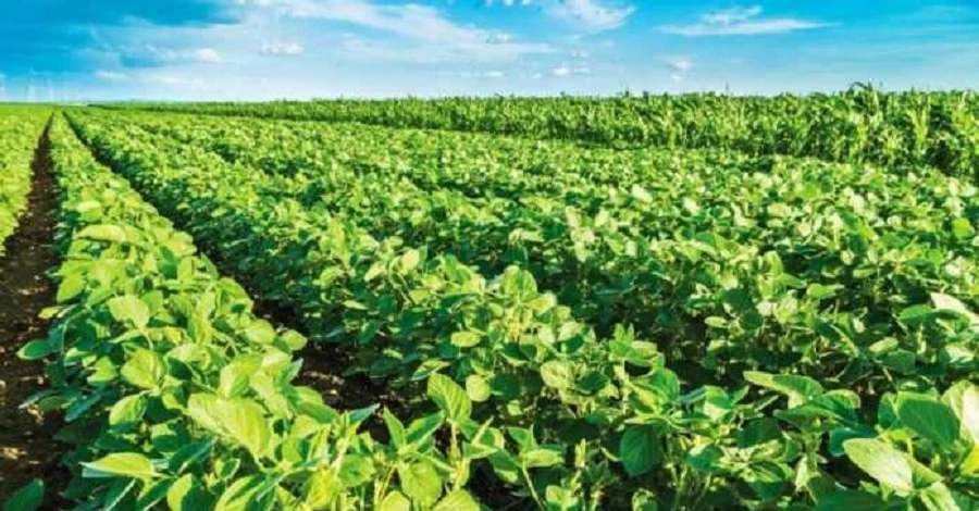 Украина потеряет 20% площадей под масличными культурами, если будет введена 10% экспортная пошлина - группа Лондонской фондовой биржи