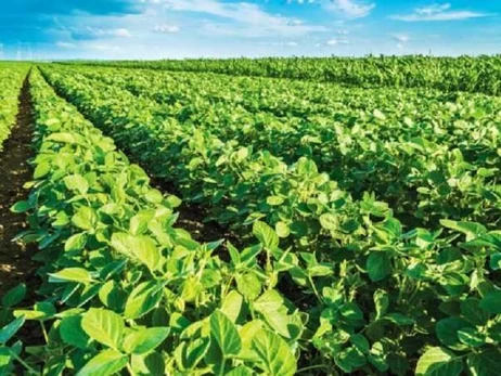 Україна втратить 20% площ під олійними культурами, якщо буде запроваджено 10% експортне мито - група Лондонської фондової біржі