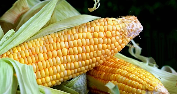 Сезон кукурузы: как выбрать вкусную, быстро варящуюся и какая польза от этого растения