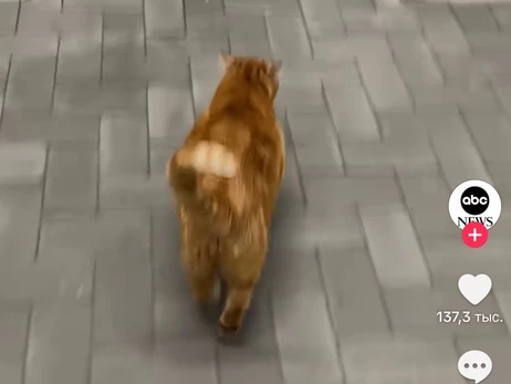 Хозяйка одесской кошки, которая сама бежит домой с укрытия, заработала на вирусном видео
