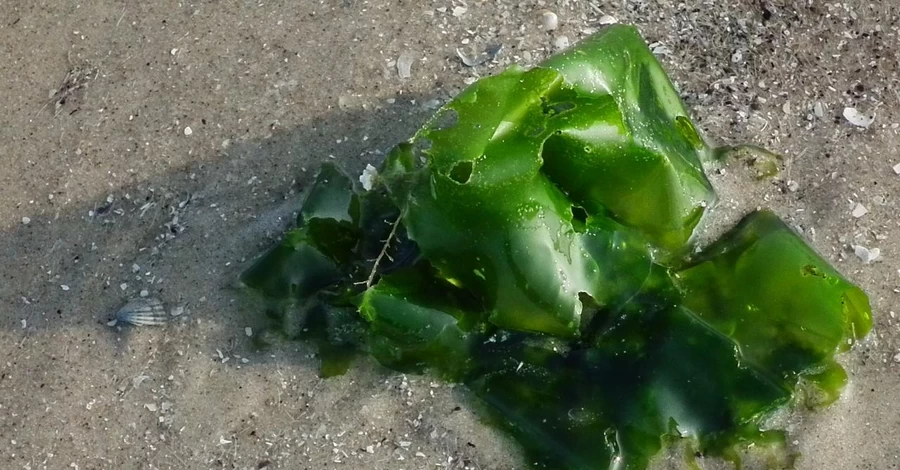 В Одесі “тонни” водоростей з моря почали вивозити тракторами, — ЗМІ