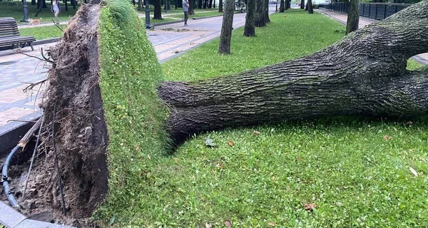 Штормовое предупреждение: почему деревья в городах Украины падают все чаще
