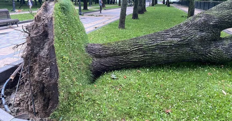Штормовое предупреждение: почему деревья в городах Украины падают все чаще