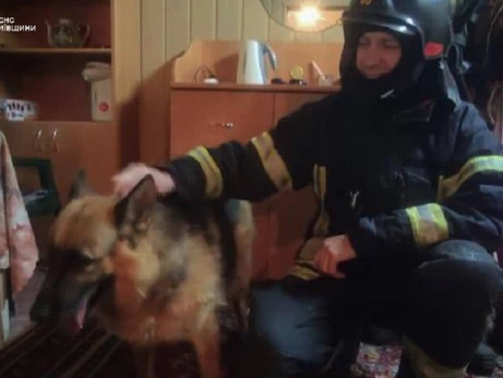 На Київщині вівчарка злякалася вибухів і впала в 1,5-метрову яму