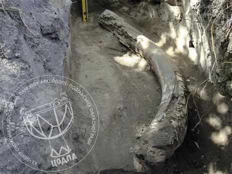На Полтавщині археологи знайшли останки мамонта