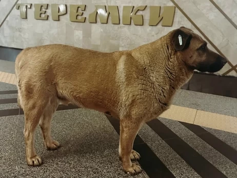 Киевлян просят заступиться за пса, которого не пускают в метро 
