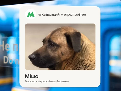 Київський метрополітен пояснив ситуацію з псом, якого не пустили до укриття на 