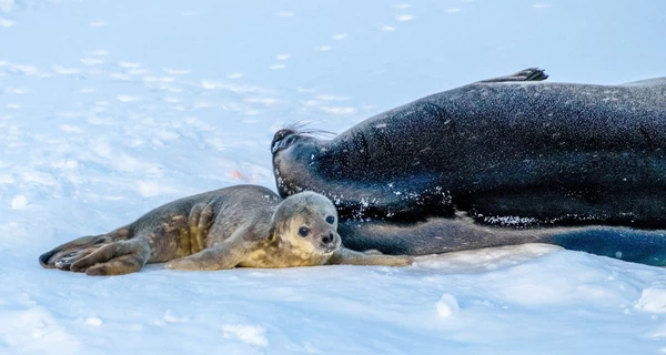 Полярники показали новорожденных тюленят и предложили выбрать им имена