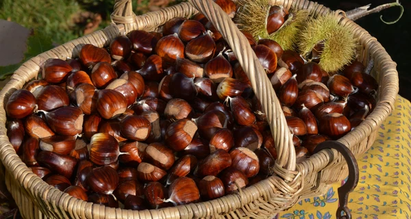 Каштаны для красоты, здоровья и удобства: простые рецепты и лайфхаки