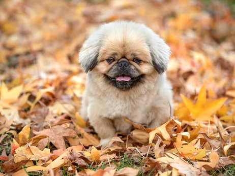 3 жовтня - яке сьогодні свято, що не можна робити, все про цей день