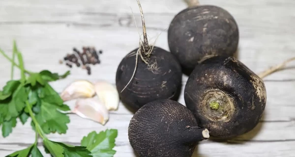 Черная, белая, зеленая: чем полезна редька и как она избавляет от авитаминоза и облегчает кашель