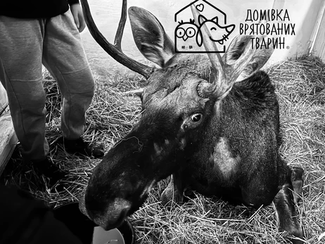 У Львові помер лось, якого витягли з болота на Рівненщині, - за його життя боролися до останнього 