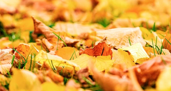 Погода в Украине 7 октября: местами ожидаются дожди и резкое изменение температуры