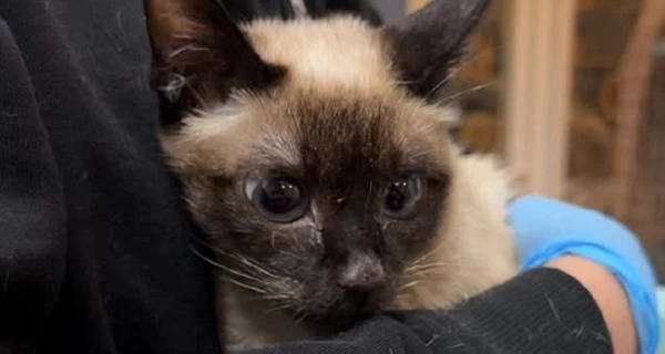 Во Львове спасли кошку, которая два месяца жила с мертвой хозяйкой и еще четырьмя животными