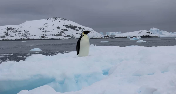 Украинские полярники встретили пингвина, живущего в 300 км от их станции