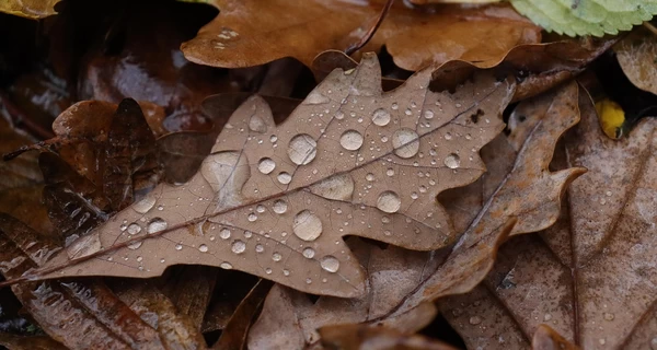В Украине 12 октября будет до +17 тепла, но в некоторых областях ожидается дождь