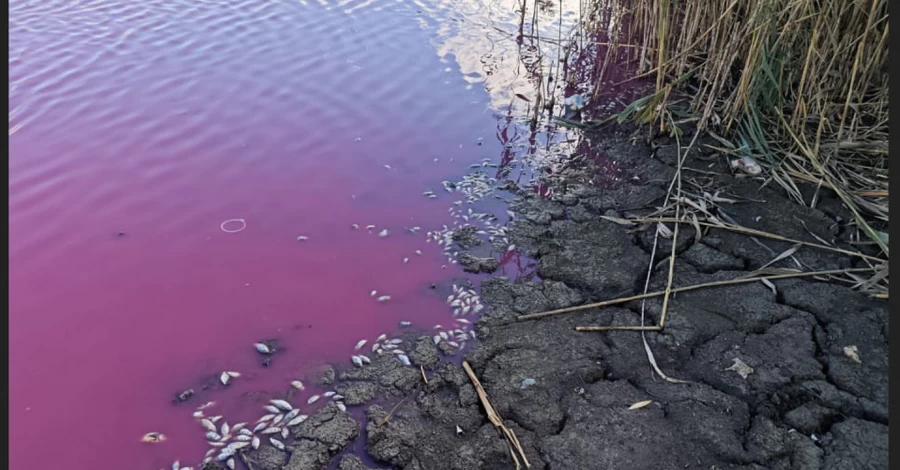 У водоймищі на Одещині масово загинула риба, а вода забарвилася в рожевий колір