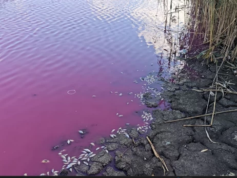 У водоймищі на Одещині масово загинула риба, а вода забарвилася в рожевий колір