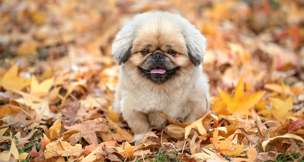 17 октября в Украине будет достаточно тепло, а к выходным возможен мокрый снег, - прогноз синоптика