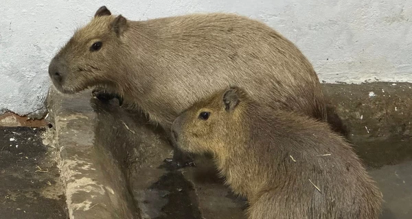В Николаевском зоопарке поселились капибары - это самые большие грызуны в мире