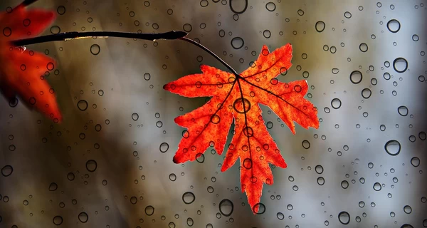 Украину 19 октября зальют дожди, синоптики предупредили о резком похолодании