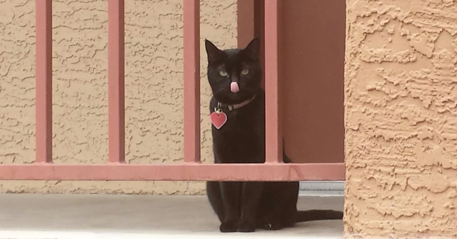 В іспанському місті влада заборонила брати чорних котів з притулку через Геловін 