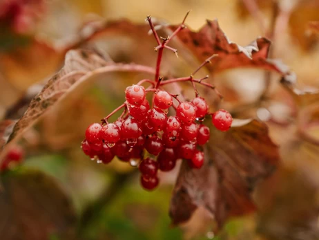 Калина: користь і шкода для здоров’я, застосування