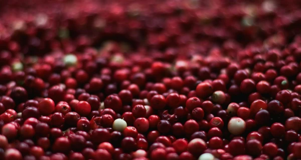 Клюква: польза и свойства, как правильно хранить ягоды  