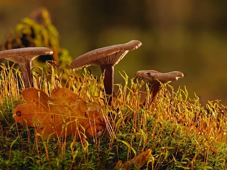 25 жовтня - яке сьогодні церковне свято, традиції та прикмети цього дня, що не можна робити