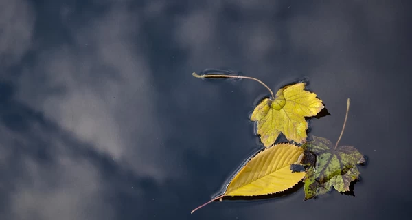 С 24 октября в Украине начнет меняться погода - идет похолодание с дождями и штормовым ветром