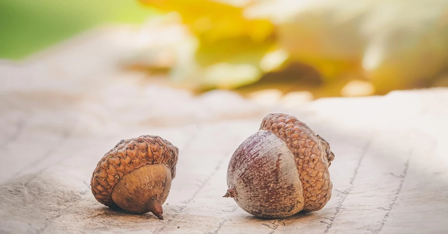 27 жовтня - День української писемності та мови, яке сьогодні церковне свято, прикмети та традиції