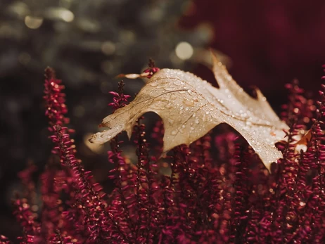 Частина України 26 жовтня накриють дощі, у Карпатах – випаде сніг