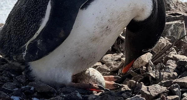 Украинские полярники нашли первое яйцо пингвинов в этом 