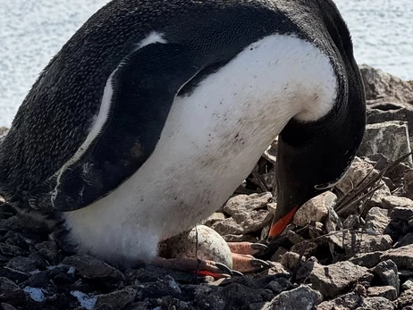 Українські полярники знайшли перше яйце пінгвінів в цьому “шлюбному сезоні”   