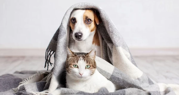 Как обогреть домашних питомцев, когда в квартире холодно: советы ветеринара