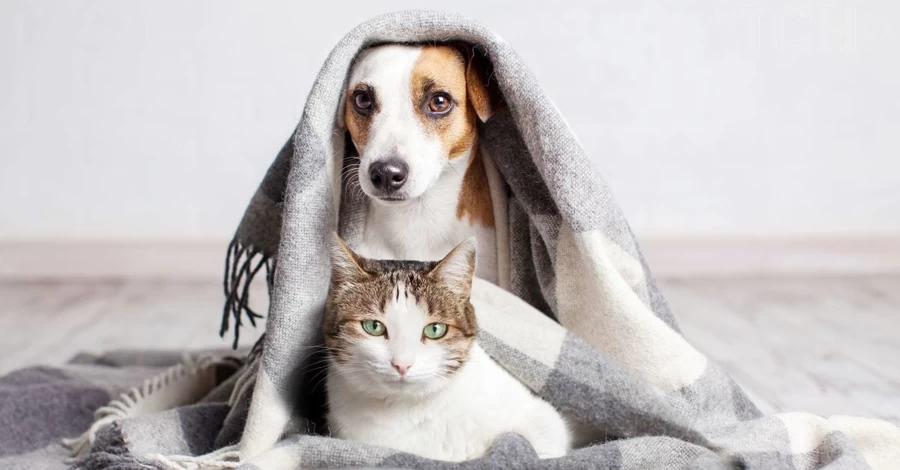 Як обігріти домашніх вихованців, коли у квартирі холодно: поради ветеринара