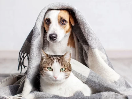 Как обогреть домашних питомцев, когда в квартире холодно: советы ветеринара