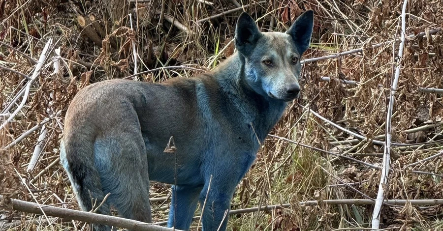 Волонтери пояснили синіх собак у Чорнобилі речовиною з туалету