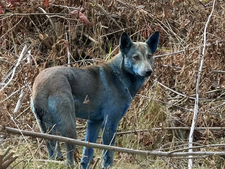 Волонтери пояснили синіх собак у Чорнобилі речовиною з туалету