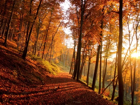 Погода в Україні 30 жовтня: на заході потепліє до +18, але вночі можливі дощі