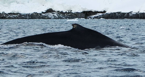 Полярники зафиксировали рекордно раннее возвращение китов возле 