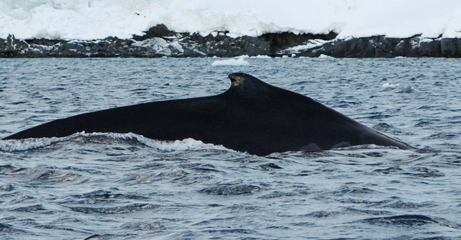 Полярники зафіксували рекордно раннє повернення китів біля
