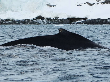 Полярники зафиксировали рекордно раннее возвращение китов возле 