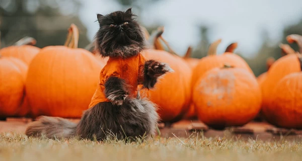 31 октября - Хэллоуин, какой сегодня церковный праздник, традиции и приметы этого дня